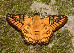 Myscelus amystis