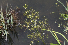 Alisma subcordatum