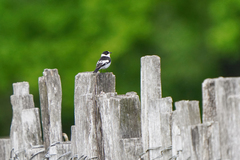 Ficedula albicollis