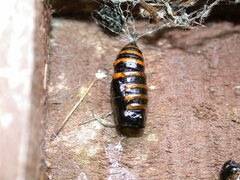 Abraxas grossulariata