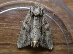 Apamea monoglypha