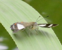 Riodininae