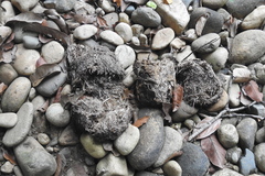 Elephas maximus indicus