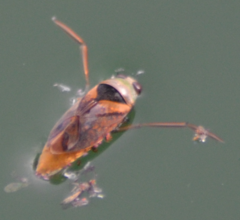 Notonecta maculata