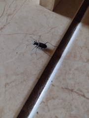 Odontocheila