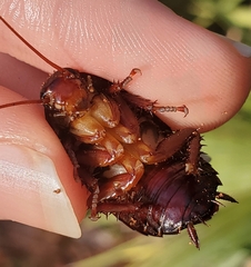 Eurycotis floridana