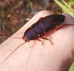 Eurycotis floridana