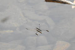 Cylindrostethus
