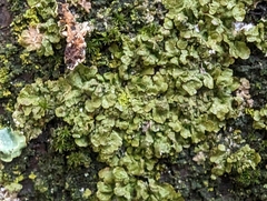 Melanohalea exasperatula