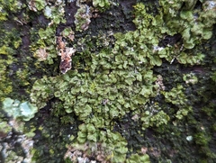 Melanohalea exasperatula