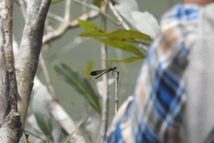 Heliocypha bisignata