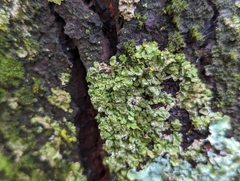 Melanohalea exasperatula