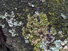 Melanohalea exasperatula