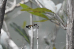 Heliocypha bisignata