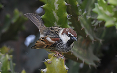 Passer hispaniolensis hispaniolensis