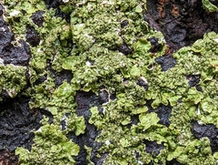 Melanohalea exasperatula