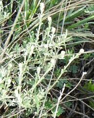 Santolina chamaecyparissus