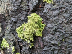 Melanohalea exasperatula