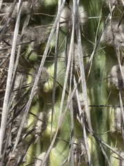 Eulychnia breviflora