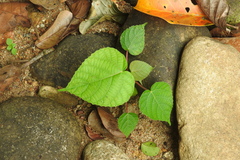 Macaranga peltata