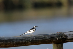 Motacilla aguimp