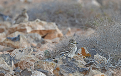 Burhinus oedicnemus