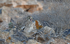 Burhinus oedicnemus