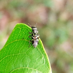 Clerinae