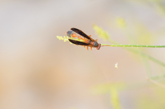 Belonogaster saussurei