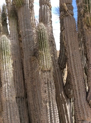 Eulychnia breviflora