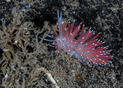 Carronella pellucida