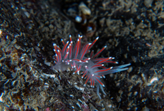 Carronella pellucida