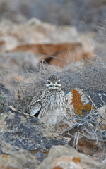 Burhinus oedicnemus
