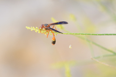 Belonogaster saussurei