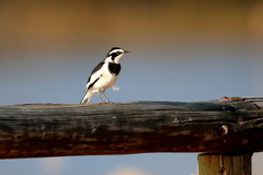 Motacilla aguimp