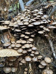 Mycena maculata