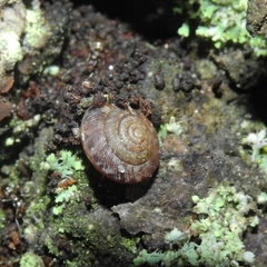 Discus rotundatus