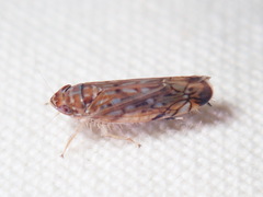 Scaphoideus