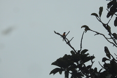 Pericrocotus flammeus