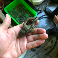 Monoplex pilearis