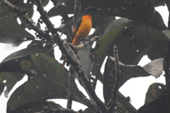 Pericrocotus flammeus