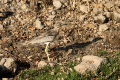 Burhinus vermiculatus