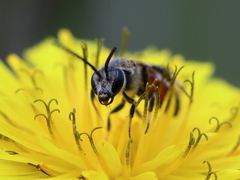 Sphecodogastra