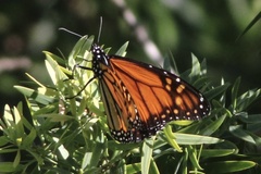 Danaus plexippus