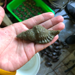 Monoplex pilearis
