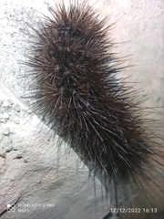 Coscinia chrysocephala