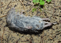 Microtus duodecimcostatus