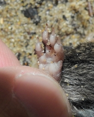 Microtus duodecimcostatus