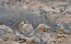 Burhinus oedicnemus