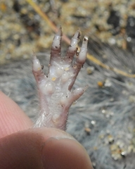 Microtus duodecimcostatus